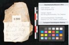Foto (Objekt + Etikett) von Callitris brongniartii Endl. (NHMW-GEO-2024-0188-8209)